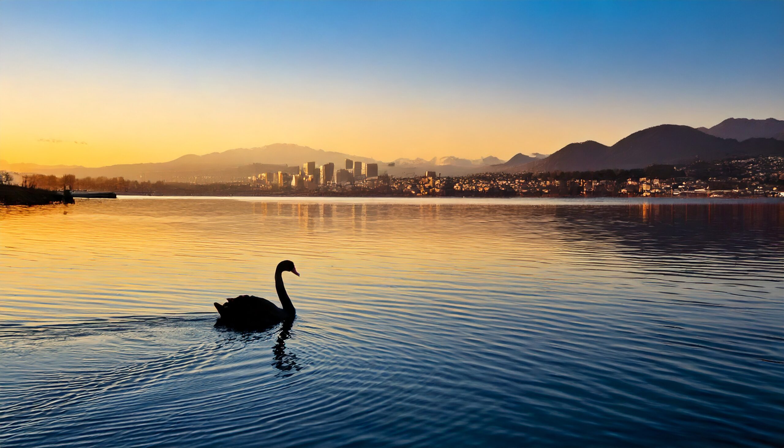 Firefly A single elegant black swan gliding smoothly across perfectly calm, glassy water at sunrise.